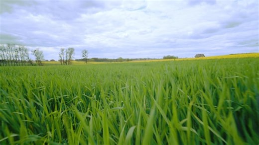 Green Field Le Printemps - Free video on Pixabay