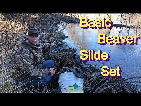 Basic Beaver trapping "Slide Set"