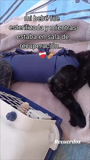 Gatitas felices: cuidados después de la esterilización