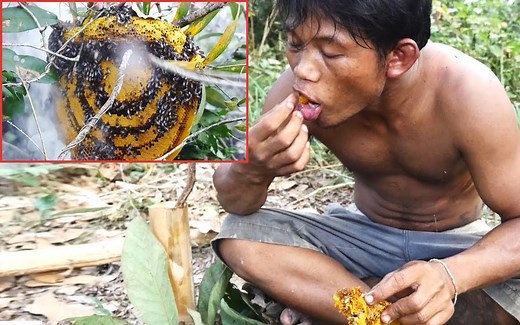 原始技术：采蜂蜜 [Evolution of primitive technology]