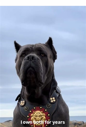 Part 1/25 Large Dog Breeds What They Don’t Tell You UK US Rottweiler or Cane Corso I owned BOTH years answer SHOCKED me 🤯 Most assume Rottweilers more dangerous more famous but Cane Corso DOUBLE bite force Rottweiler 328 PSI friendly 10min strangers insurance $1800/yr most US states 💰 Cane Corso 700 PSI stays NATURALLY cautious strangers forever insurance ONLY $1200/yr ✅ Nobody talks about Rottweilers EVERY insurance blacklist America Cane Corsos not even HALF yet 🚨 Same size both intimidatin