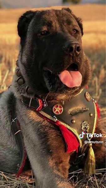 Kangal vs Alabai: A Closer Look at Two Powerful Dog Breeds