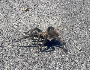 🕸️ Introducing SLAC’s newest web designer! He had a leg up on the competition. Watch out while driving around the site—don’t run any of these creepy crawlers over, urges LSST Camera Deputy Project Manager Travis Lange after capturing many legs on the move. #WildlifeWednesday | SLAC National Accelerator Laboratory