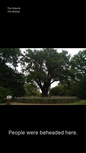Very Old Trees: A 1000 year old oak tree #shorts