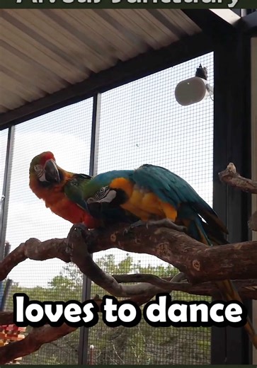 The macaws love to dance 🦜 *These macaws are Alveus Educational Ambassadors, not pets* #alveussanctuary #macaw #bird #dance