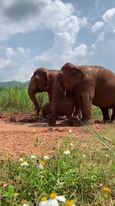 Baby elephant learning from the mother and her nanny. This is the way of life as it should be. To visit the beautiful family at Karen Elephant Serenity please make a reservation from our website: https://www.elephantnaturepark.org/enp/visit-volunteer/projects/karen-elephant-serenity-70/view | Elephant Nature Park