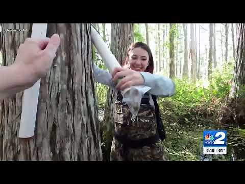 As rainy season picks up, expect to see – and hear – more invasive Cuban tree frogs