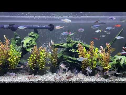 Relaxing Aquarium 1475/ 熱帯魚50種混泳水槽 アクアリウム 4K