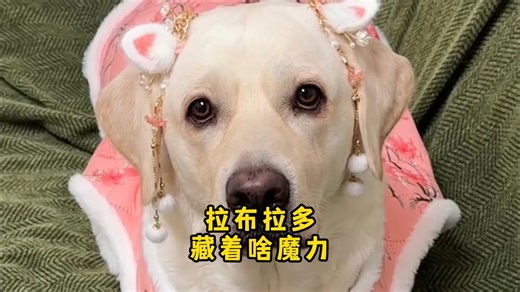 拉布拉多凭啥让人爱到心坎里？它魅力十足！