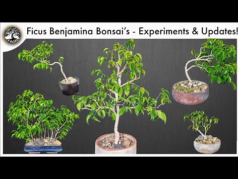 Ficus Benjamina Bonsai - Experiments, Style Options & Updates!