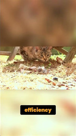 Lion Hunt: Unveiling the Secrets of Nature's Apex Predator #shorts