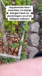 Sådan ser hvidløgsbedet ud her først i maj. Jeg håber de fortsætter med den her frodighed, for de er vildt flotte. #hvidløg #jydehaven #køkkenhave #selvforsyning | Jydehaven.dk
