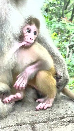 😍🐒 Adorable Monkey Life 🐒😍 #reels #monkey #animals | My Animals