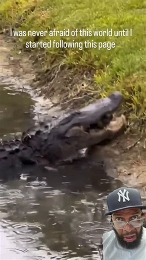 BiG•NAT on Instagram: "The shell and all?! 😣"