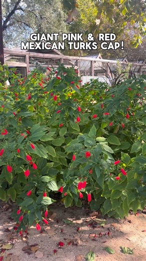 Did you know there’s a giant Red & PINK Turk’s Cap? 🌺 Unlike the traditional variety, this showstopper can grow up to 8–12 feet tall with bold leaves and oversized red blooms that hummingbirds and butterflies can’t resist! 🦋 It’s Texas tough, thrives in sun or part shade, handles heat and drought like a champ, and even comes back year after year. ☀️ Just give it a little water to get established, then sit back and enjoy its blooms through Fall.🍂 📍only available at Thousand Oaks!📍 | Rainbow 