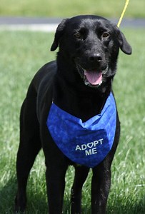 Black Lab Mix Looking for a Home