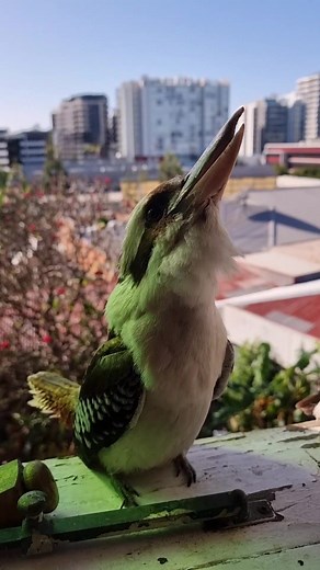 Kookaburra's morning call Aussie style
