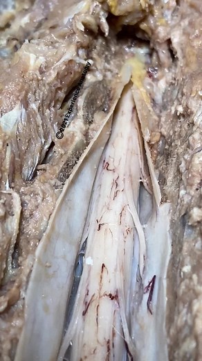 Here are some spinal cord facts: 1) The spinal cord has 43 pairs of sensory and motor nerves branching from it. 2) The spinal cord serves as the central station for all peripheral nerves connecting the brain (and spinal cord) to the rest of the body. 3) There are over 1-billion neurons in the spinal cord. 4) Reflexes (like pulling your hand away from a hot surface) are controlled solely by the spinal cord - the brain is not involved. 5) The spinal cord undergoes all of its growth during the firs