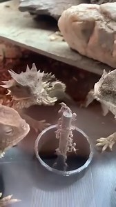 385K views · 6K reactions | Enjoy these Lizards indulging on a nice buffet... The BUG-A-SALT is on sale now at bugasalt.com! #ChompChomp #HornedLizards #RingOfFireAnts #bugasalt #sale #saltgun #pestcontrol #fireyourflyswatter | Bug-A-Salt | Facebook