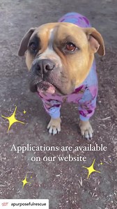 22K views · 862 reactions | What's a Girl gotta do to get adopted these days?!? Put on Jammies and run in slow motion?  OK! Done! Adopt Guava  3 years old•40 lbs Foster @rockyspals @bernadettevcook #guava濾 #englishbulldog #frenchbulldog | A Purposeful Rescue | Facebook
