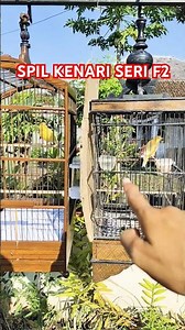 SPIL KENARI F2 BIG