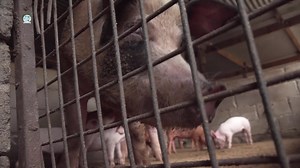 Mr Subhash Chandra, a 62-year-old pig farmer from Saru Lautoka shares his farming story. | Ministry of Agriculture and Waterways Fiji