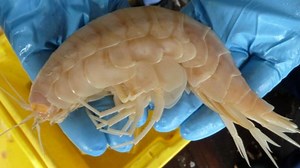 'Supergiant' crustacean found in deepest ocean