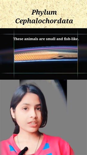 Subphylum Coephalochordata | Animal Kingdom| Class11th| #biology#neet ‪@Nirala_misscurious‬