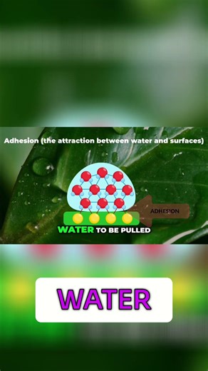 Water's Secret: How Plants Drink (Capillary Action Explained) #shorts