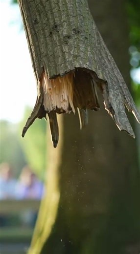 😄 #gorilla #gorillatag #funny #fyp #gorillatagquest