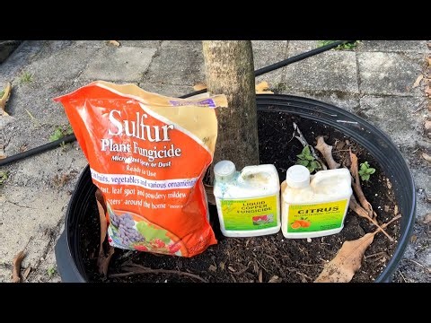 How I prevent Anthracnose and Powdery mildew on my Mango trees.