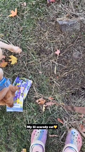 It’s fall yall🍁 Planting bulbs the tik tok way this year😂 I love adding new things here and there to my little homestead🥰 What do you do in the garden to prepare for next year? | Blessed Bouquets Flower Farm