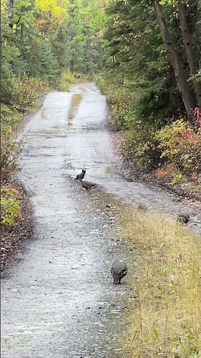 Grouse hunting in Alaska