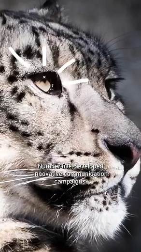 Could snow leopards exist without mountains? Unlikely. Protecting mountain ecosystems is not only essential for saving this majestic animal but also to mitigate the effects of biodiversity loss & climate change. On #InternationalMountainDay, a new online film is showcasing how innovative, climate-smart wildlife conservation and ecosystem-based adaptation are helping local communities protect these critical landscapes. Watch the full film here: https://www.youtube.com/watch?v=JEJ3uxSJxYw #IMD2024
