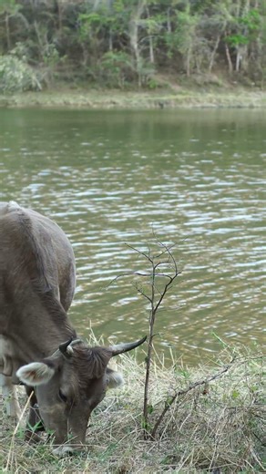 Testing 3D Printed Parabolic Mic on a Cow 32 Bit Float ASMR
