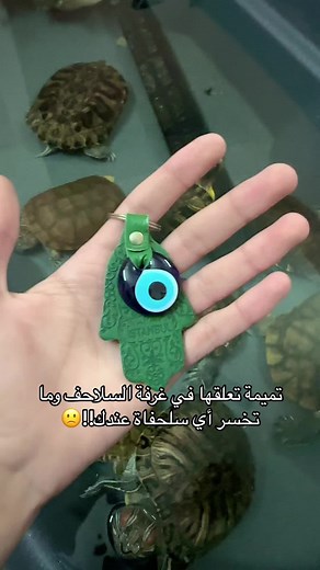 تميمة السلاحف: خرافات وحقائق عن رعايتها