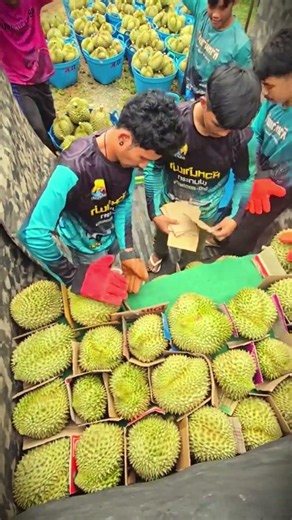 simple tricks for selecting high-quality, high-value durian #shorts