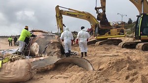 4.9M views · 427 shares | HOW TO REMOVE A DEAD WHALE  It's been a long day at Bunbury's Back Beach for the crew removing a dead whale, which washed ashore this morning. After being rolled out of the water it was pushed onto a tarpaulin and tied up with rope. The carcass will be sent to a composting facility ♻️ The beach remains closed and a shark advice remains in place 麗 | ABC South West | Facebook