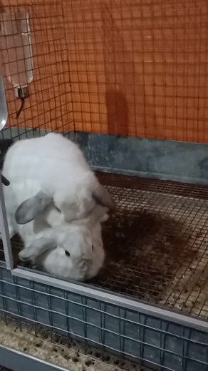 Funny Rabbit Mating Fails | Cute Bunny Falls Over | Animal Compilation