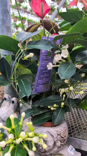 Stephanotis floribunda, the stunning Madagascar Jasmine, thrives in bright, indirect light and LOVES high humidity! 🌿 Keep its soil consistently moist but well-drained, and watch it thrive in warm temperatures. 🌸 Don't forget a trellis for support as it blooms its fragrant flowers! 🌼 Let this beauty brighten up your space! #familyflowers #supportlocal #houseplants #plantjoy #shoplocal #stthomasontario #OntarioProud #plantsmakepeoplehappy | Family Flowers