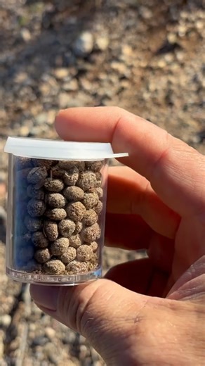 Using organic temper in clay. While not common today, organic clay temper has a long history of use in centuries past, and it's actually a very good material for temper. Organic temper will completely burn away in the firing. This results in a pot that is more porous and lighter, but in some cases that is desirable, for example when making irrigation ollas or water coolers. How would you feel about drinking from a mug that had been tempered with poop? The fire would completely sterilize it, but 