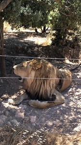 6.9K views · 237 reactions | A Roar That Shakes the Savannah! 女️ #LionRoar #KingOfTheJungle #AfricanLion #Wildlife #BigCats | Lion's Roar | Facebook