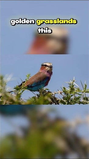 Top Ten Birds with the Most Beautiful Feathers: Lilac Breasted Roller