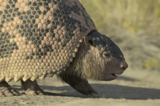 2.2M views · 80K reactions | The holidays are tiring, okay? Prehistoric Planet: Ice Age — Now Streaming #PrehistoricPlanetIceAge #TomHiddleston #AppleTV | Apple TV | Facebook