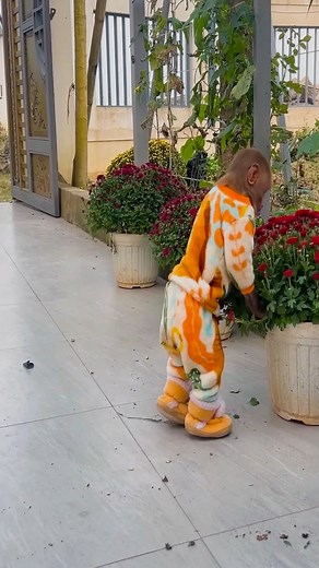 Smart Bibi Helps Dad Decorate Flowers for Lunar New Year! #bibi #monkeys #cutemonkey | Lala Video