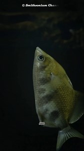 Water Pistol by Archer Fish 🐠. #animal #fish #shorts #facts #spacebainy #reelsinstagram #reels #trending #viral #letest #knowledge #new #top #science #sciencefacts | Space Brainy