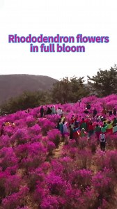 9.9K views · 141 reactions | Rhododendron flowers are blooming profusely across the hills of Longjing City, Yanbian Korean Autonomous Prefecture in Jilin, China! Watch the sea of pink flowers gently swaying in the spring breeze. #China #Rhododendronflowers | China Xinhua News | Facebook