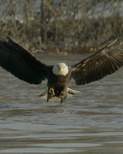 Bald Eagle coming right at you to get a fish! #baldeagles #baldeagle | Mike Lemery Films