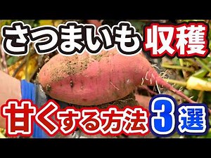 【さつまいも栽培】収穫・甘くする3つのコツ！