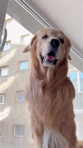 #batbileg #batbilegulzii #dog #basar #goldenretriever